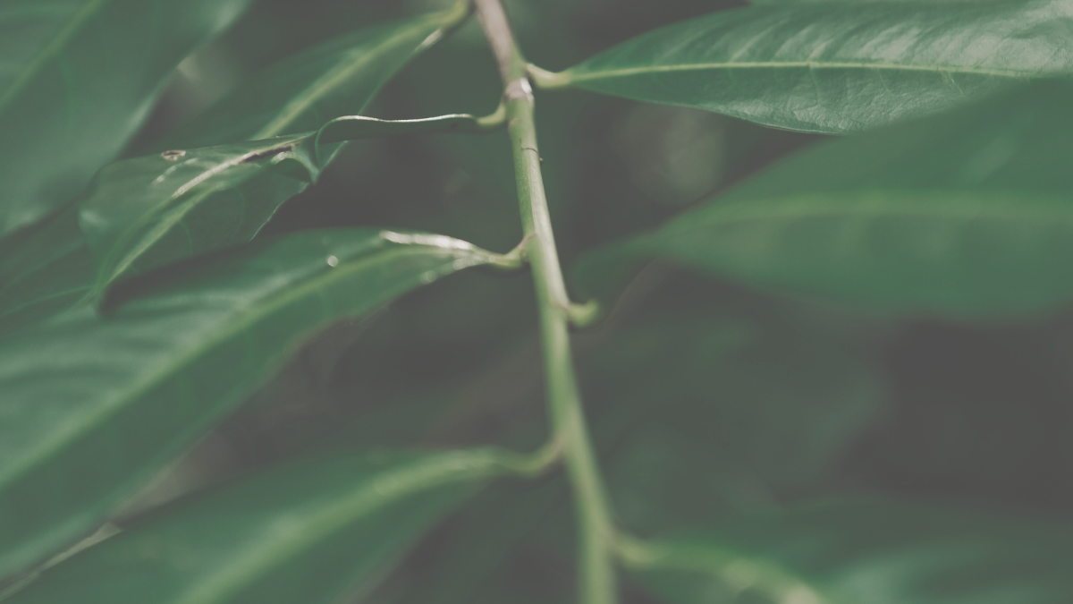 HB - ISL Environmental Economics Panel Discussion-1